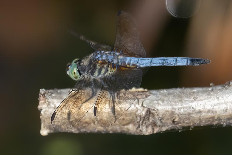 Pachydiplax longipennis (Blue Dasher) male-3.jpg